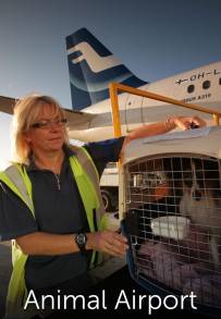 Airport security: animali (2012)