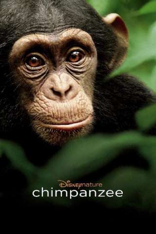 Chimpanzee [HD] (2012)