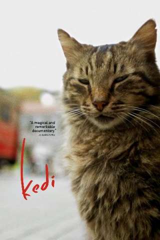 Kedi - La città dei gatti [HD] (2016)