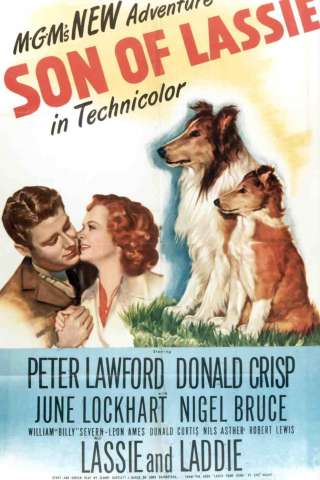 Il figlio di Lassie [HD] (1945)