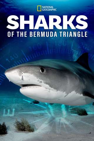 Sharks of the Bermuda Triangle [HD] (2020)