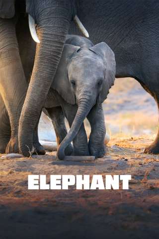 La Famiglia di Elefanti [HD] (2020)