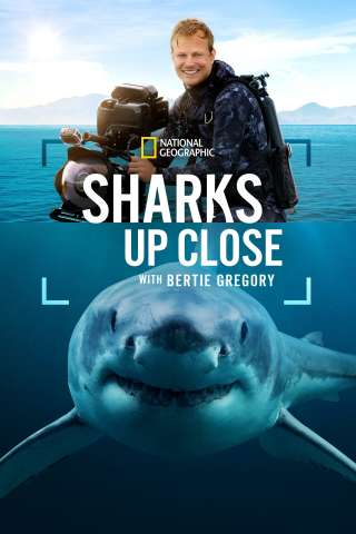 Sharks Up Close with Bertie Gregory [HD] (2025)